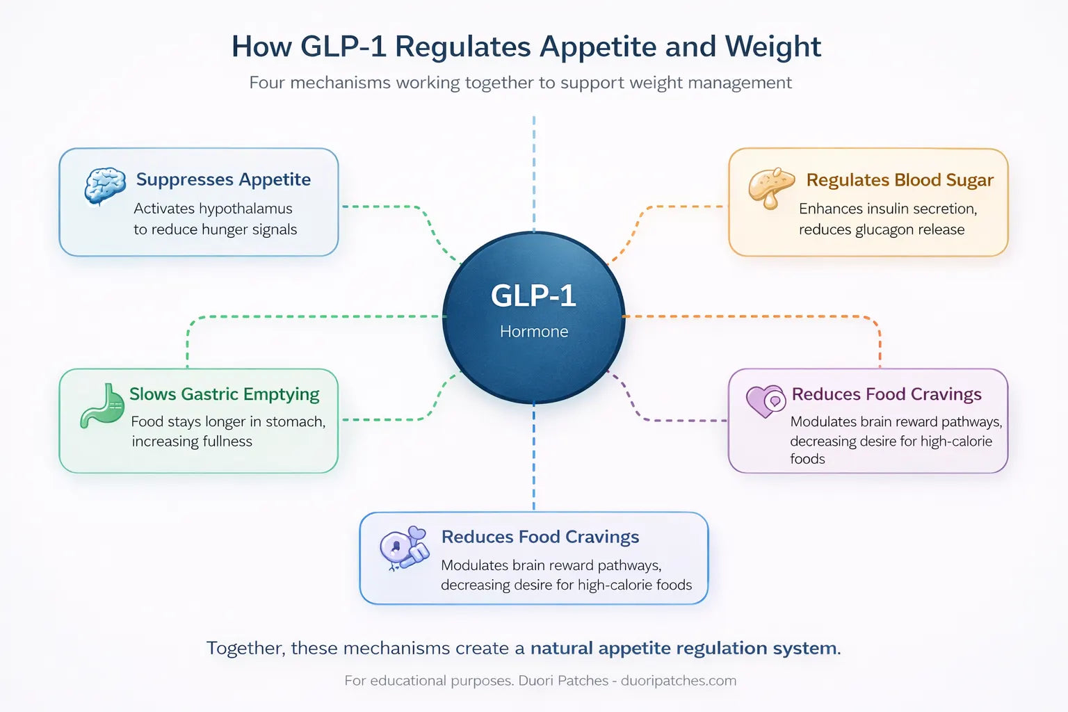 Diagram should illustrate the four major actions of GLP‑1 in the body.