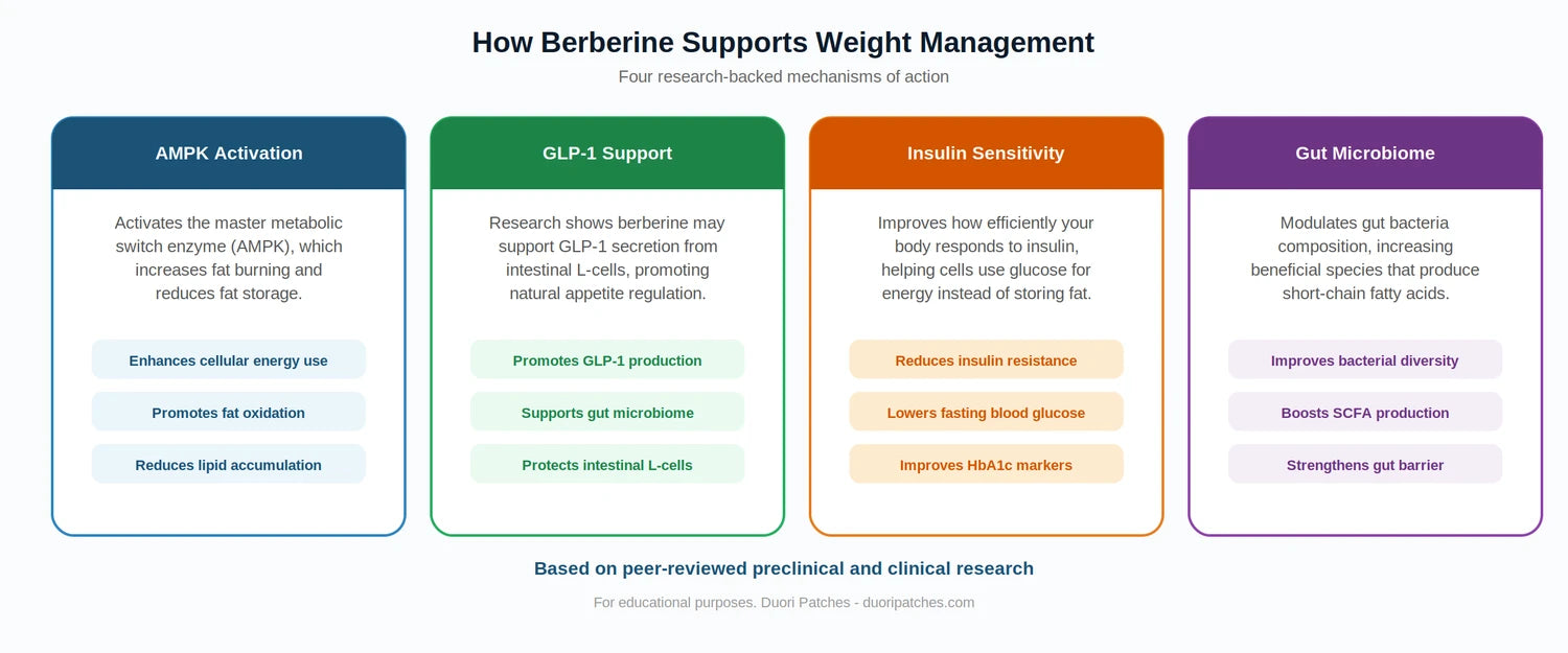 Visual showing 4 berberine mechanisms: AMPK activation, GLP-1 support, insulin sensitivity, gut microbiome. Size: 1500 x 625px.