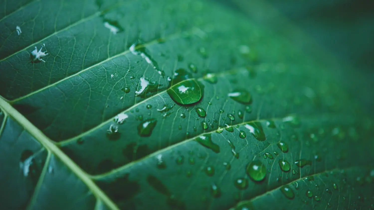 close up of a plant leaf, green, with drop of water.